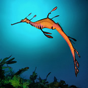 sea creatures weedy sea dragon sea dragons