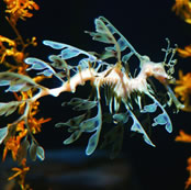 sea creatures leafy sea dragon sea dragons