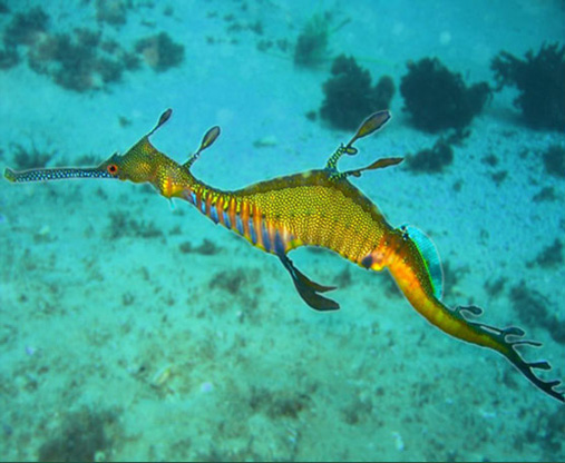 sea creatures weedy sea dragon sea dragons
